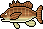 Mangrove Snapper