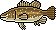 Murray Cod
