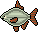 Silver Bream
