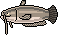 Wels Catfish