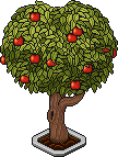 Apple Tree