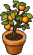 Citrus Potling