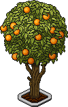 Orange Tree