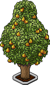 Pear Tree