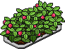 Strawberry Bush