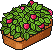 Strawberry Patch
